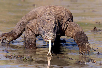 Endangered Komodo Dragon